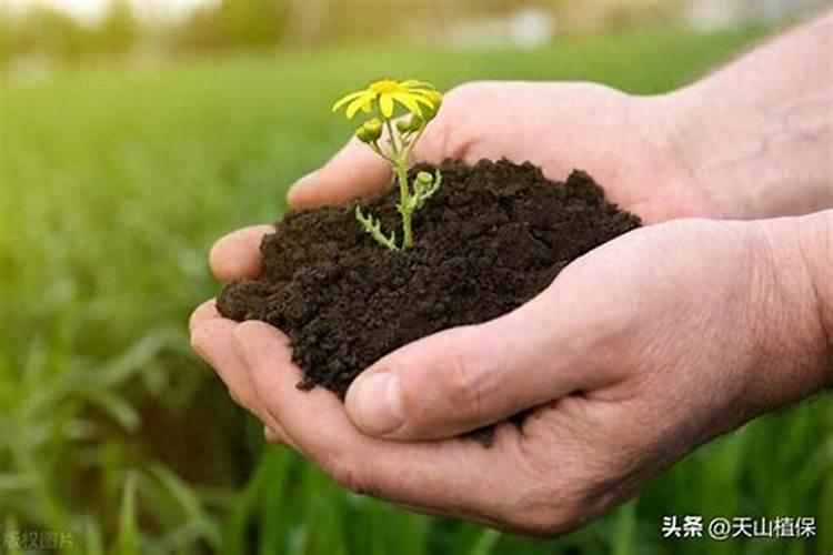 桃树补钙用什么好钙肥