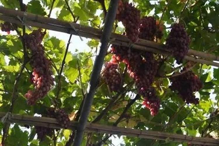 葡萄苗期要怎么管理,有什么技巧吗