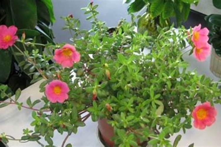 白酒可以当花肥养花吗？