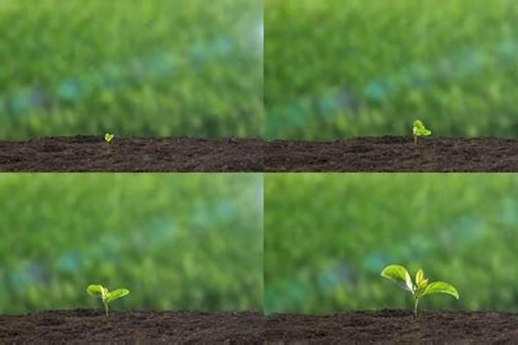 亚磷酸钾控旺多长时间见效、能使用在共秋葵上吗？如何使用