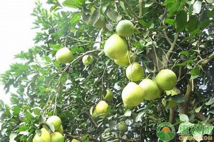 种植沙田柚的注意事项