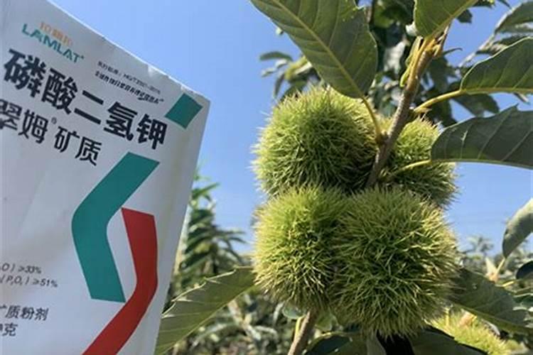 板栗膨果打什么叶面肥好