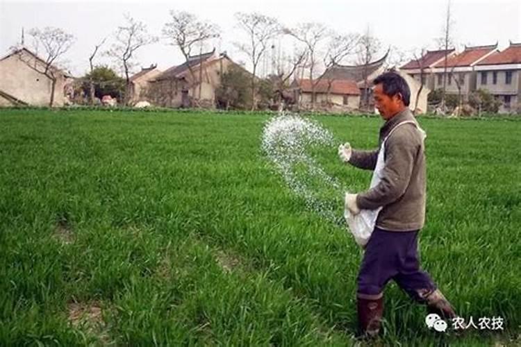 芸苔素内酯、硼肥、磷酸二氢钾在小麦上到底如何用？
