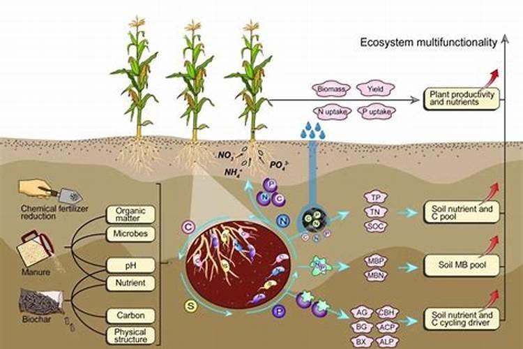常说生物有机肥,但你可能从未了解生物有机肥的使用效果