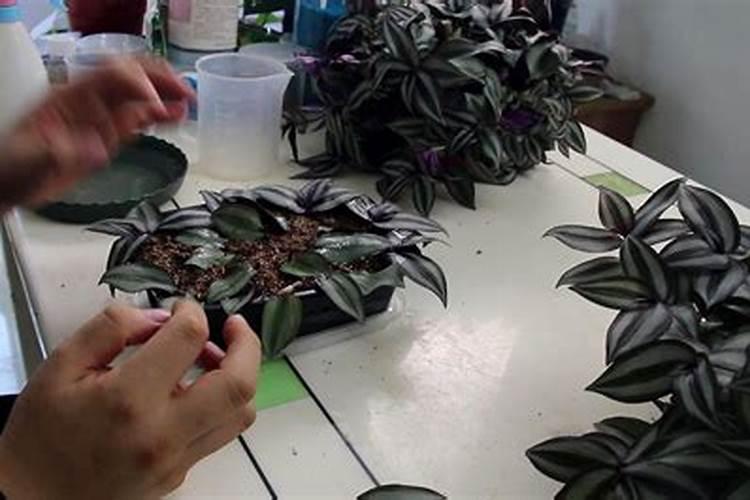 吊竹梅用什么肥料,怎么施肥