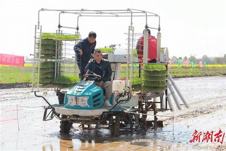 水稻旱育抛秧栽培技术要点有哪些？