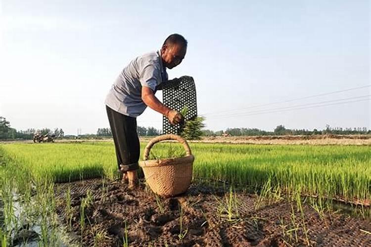 抛秧种水稻的农民,应该注意哪些问题