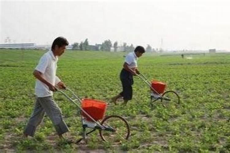 花生应该施含什么最多的肥