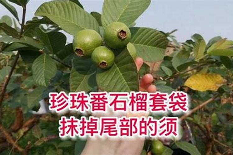 广东珠三角一带种植番石榴亩产量大概多少？本人想试水种植,谢谢!百度知...