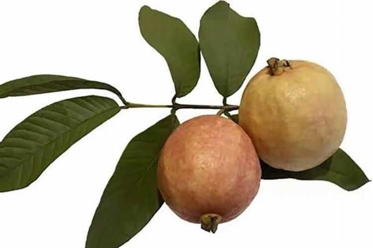 番石榴种植方法