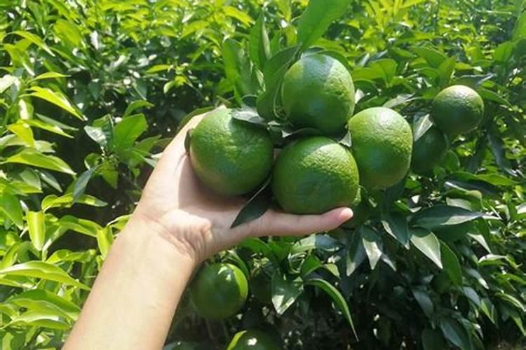 柑橘膨大期喷什么叶面肥结果多？座果期怎么用肥料？冲施什么肥