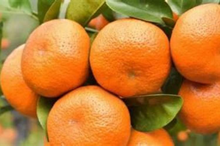 柑橘膨大期喷什么叶面肥结果多？座果期怎么用肥料？冲施什么肥