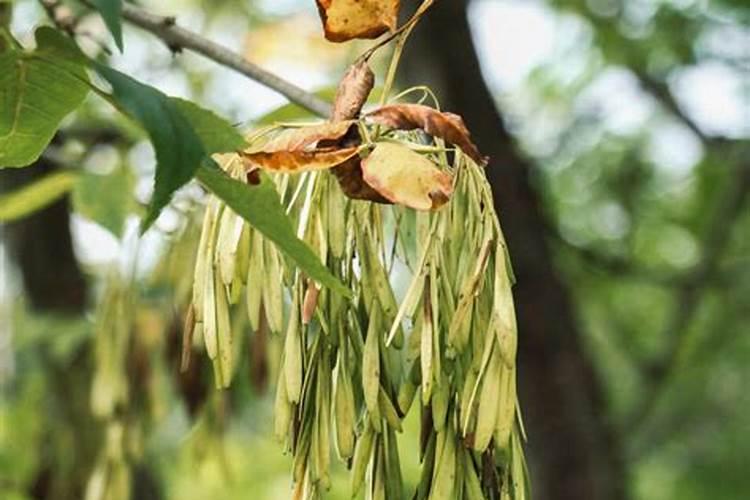 白蜡树施肥时间和方法