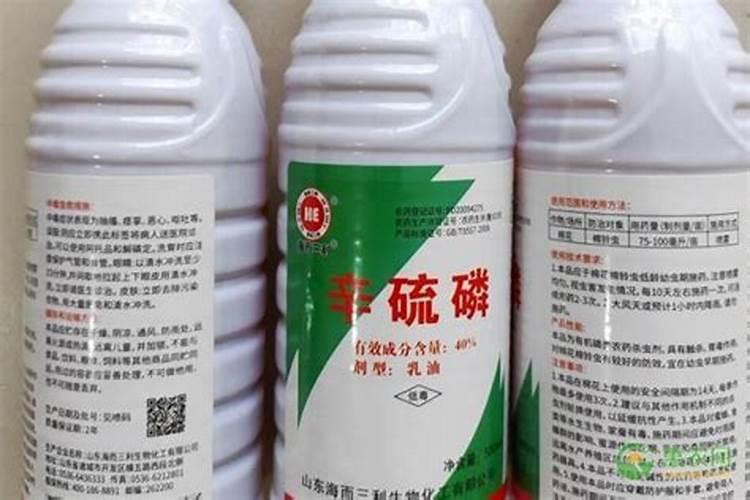 辛硫磷能治白菜烂根病是否有效？
