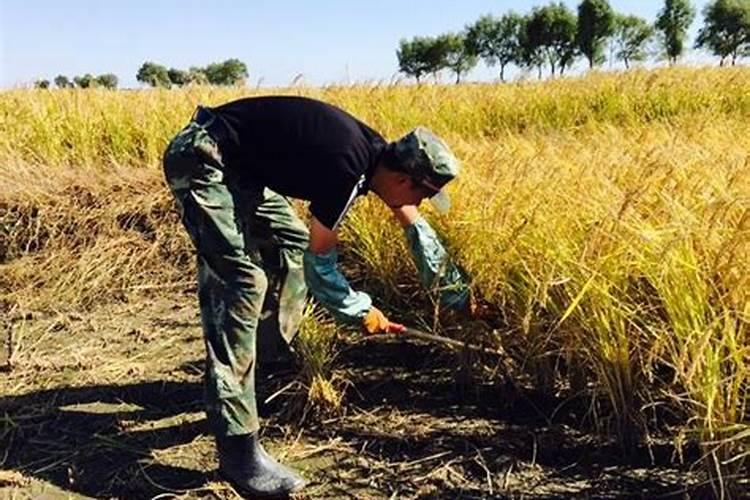 碳铵的正确使用方法