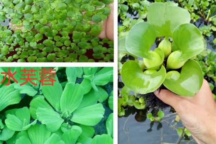 什么是鱼蛋白肥料,鱼蛋白肥料作用及使用方法