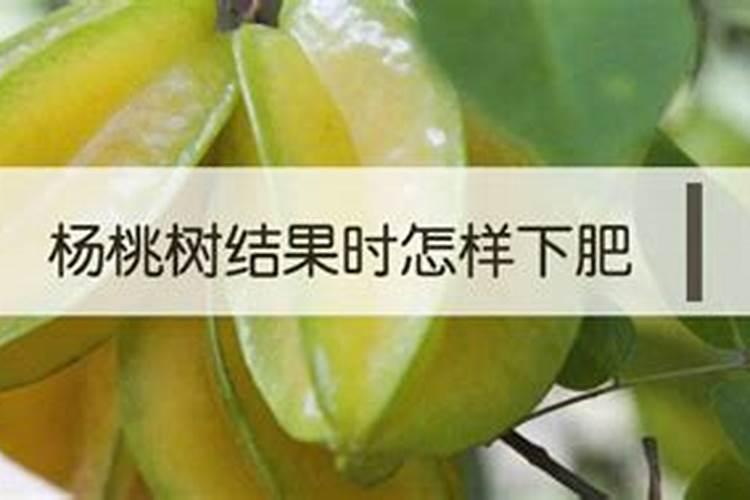 杨桃施什么肥最好