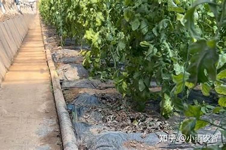 果树六月份施磷肥的好处