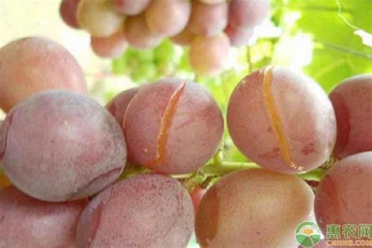 糖醇钙给葡萄上肥是什么作用