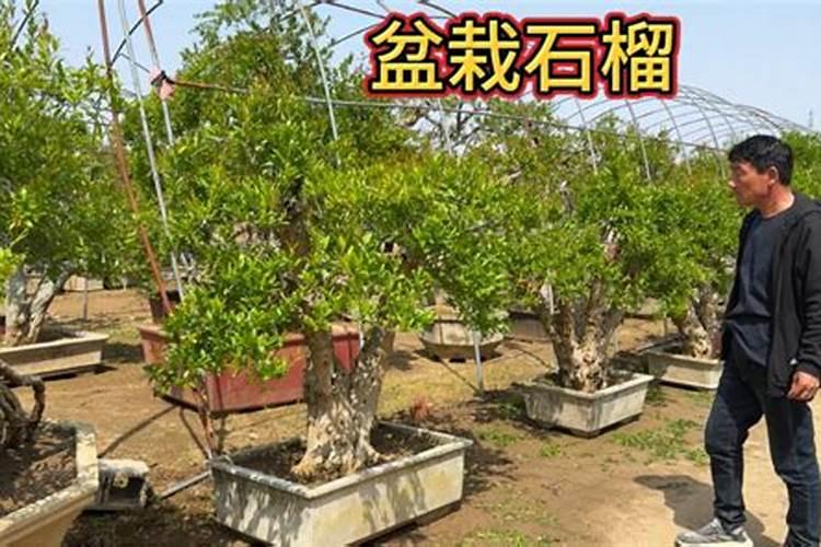 红石榴用什肥料最好