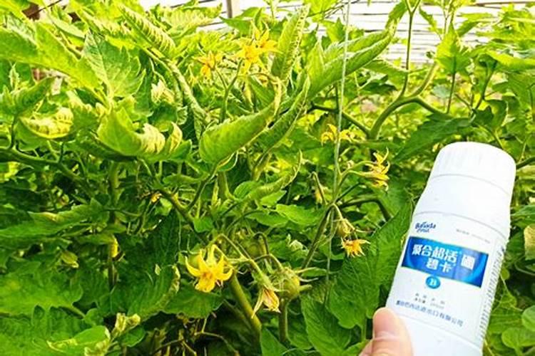 番茄产量高,施肥有技巧!这些很实用,一定要记牢!