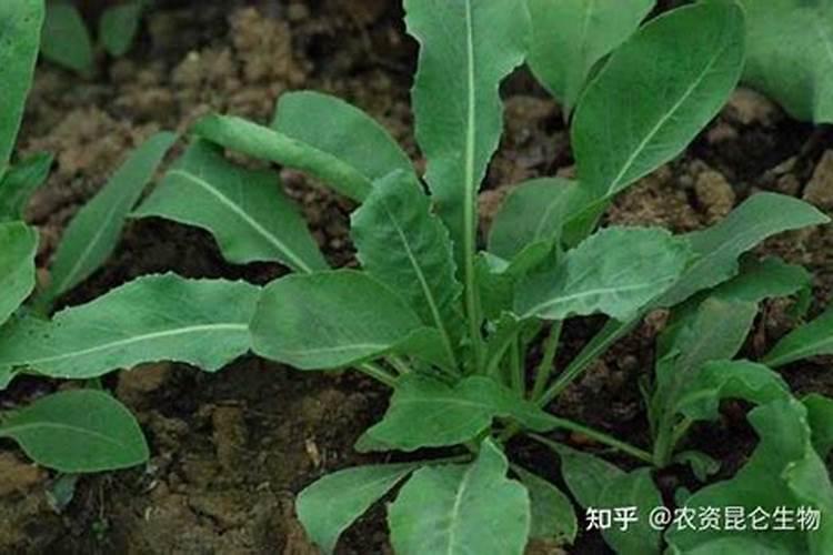 膨化豆粕和豆粕哪种更适合虾蟹用