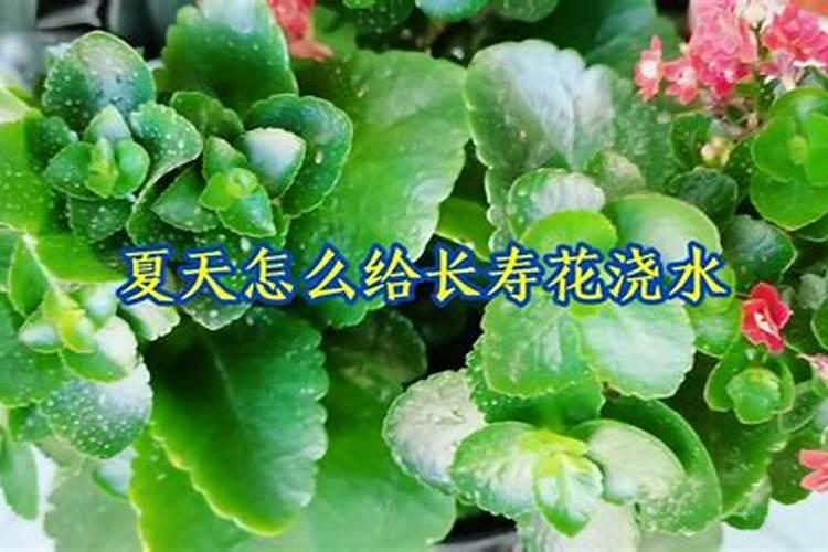 长寿花施肥方法