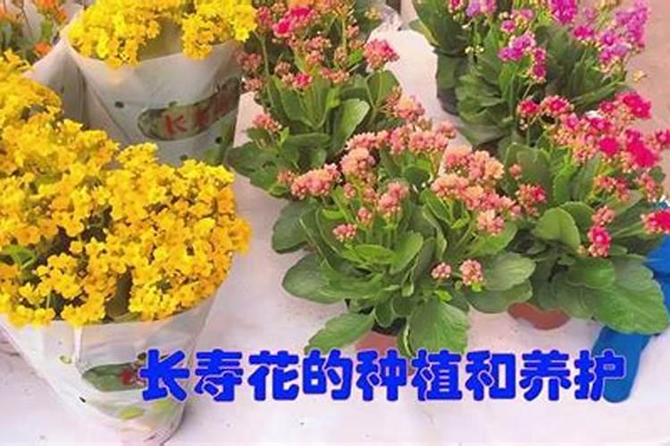 长寿花秋季可施氮肥吗