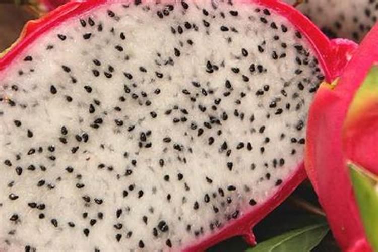 米兰有花苞能喷磷酸二氢钾吗