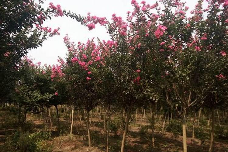 紫薇的种植与养护