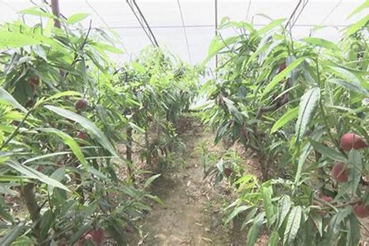 钾肥一亩地上多少