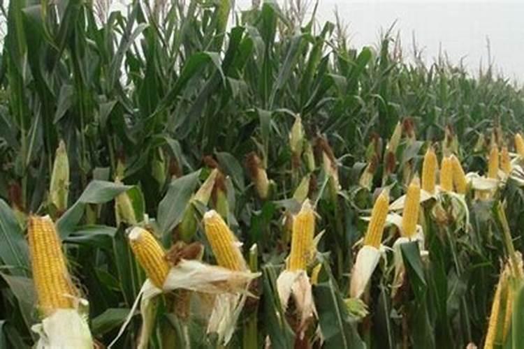 钙镁磷肥会烧树根吗？