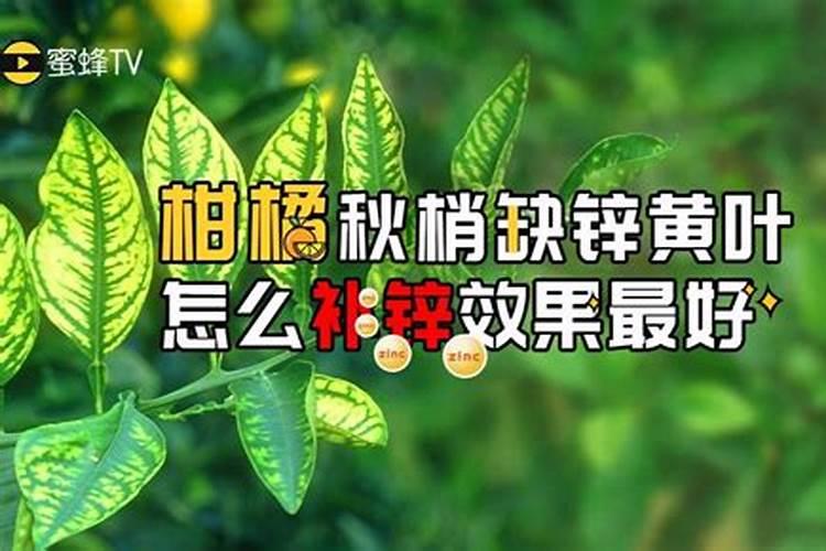 果树树干开裂怎么处理