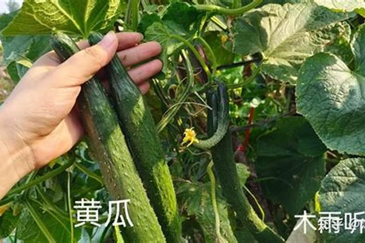 黄瓜什么时候用高钾肥料怎么施肥提高产量