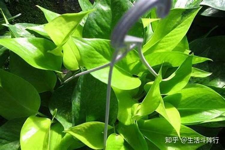 为什么绿萝会忽然长黄叶子？