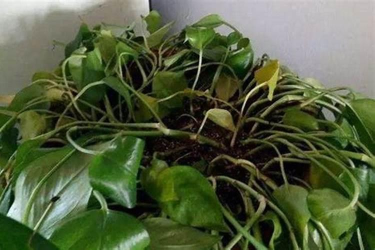 绿萝能施磷肥复合肥和尿素吗