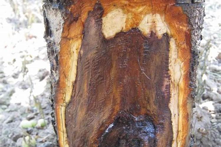 氯化钾和硫酸钾哪个好