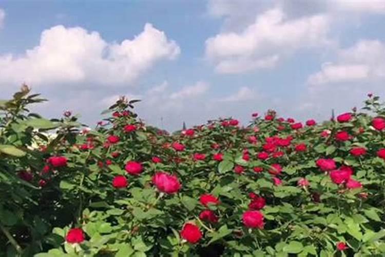 花彩师和比利孚的月季专用土哪个好