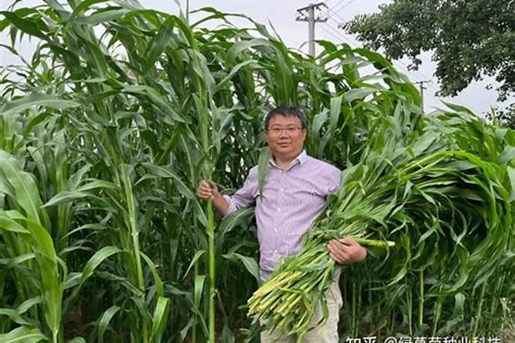 橡树果有什么用