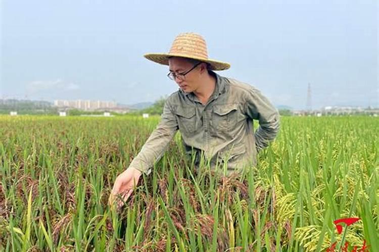钾钙镁水溶肥的作用