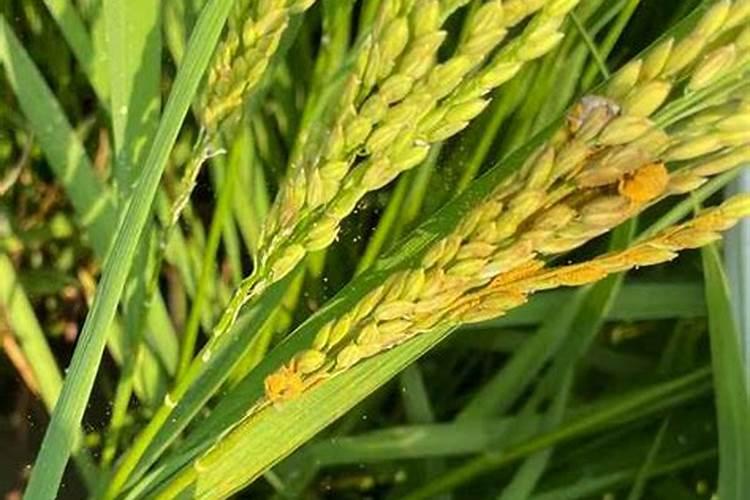 露天草莓种植技术及日常管理