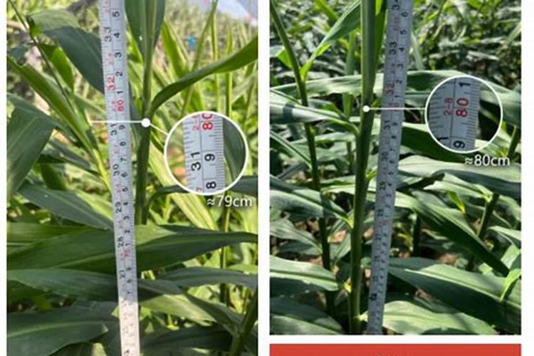 大姜高产全程施肥方法