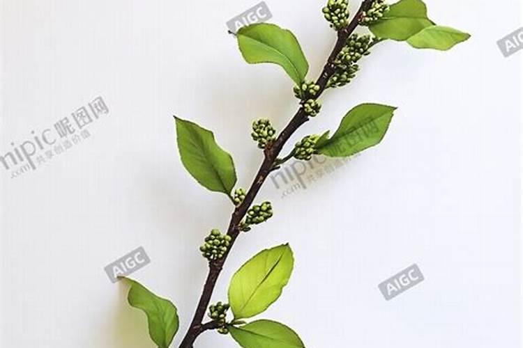 花椒树什么时候可以喷施叶面肥呢？