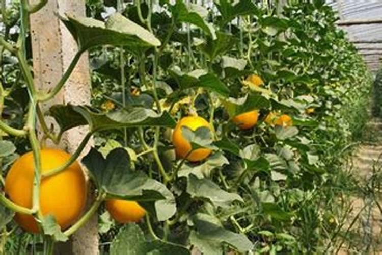 种甜瓜施什么肥