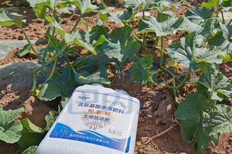 想要让香瓜种的又大又甜,种植的时候要注意什么？