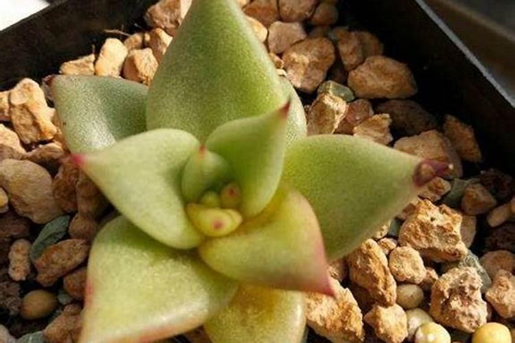 怎样给多肉施肥