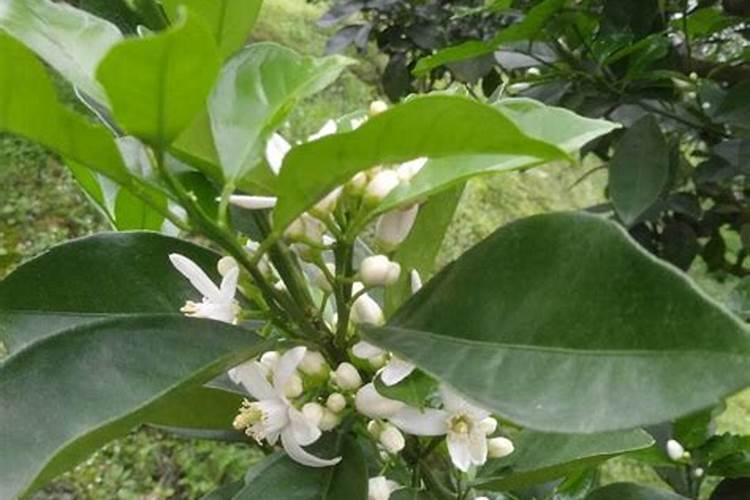 广柑施什公肥？什么时间施肥