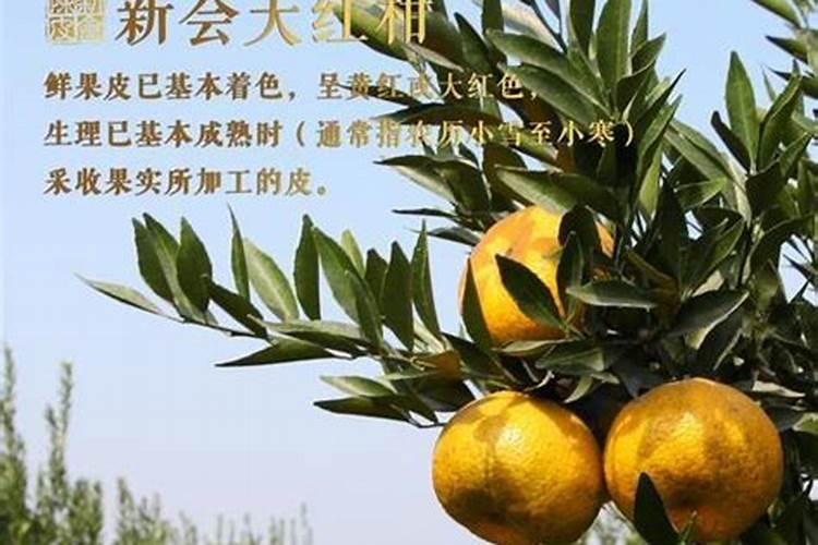 桔子还没摘可以用肥料吗？