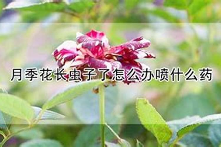 月季为什么要喷施叶面肥杀菌剂添加叶面肥有何作用