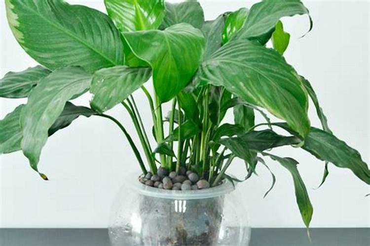 水培富贵竹叶尖发黄,补充磷肥勤换水